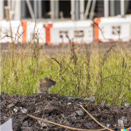 A mouse in the grass by a construction site